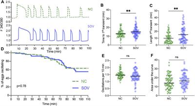 Superovulation Does Not Alter Calcium Oscillations Following Fertilization